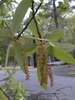 Male catkin flowers