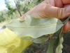 Underside of leaf