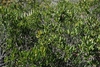 Tree form (Polk County, FL)-Mid Fall