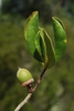 Immature acorn and leaves (Polk County, FL)-Mid Fall