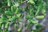 Leaves with rolled edges (Polk County, FL)-Mid Fall