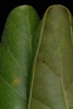 Curled entire margins (Polk County, FL)-Mid Fall