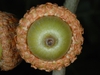 Bottom view of acorn (Pinebluff, NC)-Early Fall