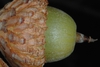 Side view of acorn (Pinebluff, NC)-Early Fall