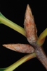 End buds (Pinebluff, NC)-Early Fall