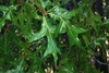 Green lobed leaves (Pinebluff, NC)-Early Fall