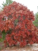 Mature tree with reddish leaves in fall