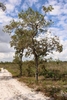 Form of tree with green leaves
