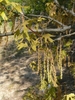Hanging male catkins