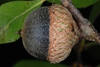 Side view of acorn (Pitt County, NC)-Mid Fall