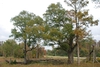 Form of tree (Pitt County, NC)-Mid Fall