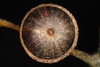 Bottom view of acorn (Pitt County, NC)-Mid Fall
