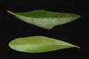 Both sides of leaves (Pitt County, NC)-Mid Fall