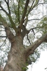 Looking up into the tree (Pitt County, NC)-Mid Fall
