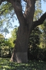 Trunk and branches