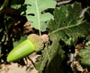 Fruit