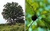 Form and acorn