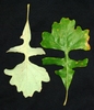 Front and back of lobed leaf (Brighton, NY)-Mid Fall