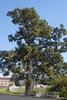 Form of a mature tree
