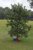 Form of a young tree with leaves
