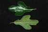 Whole leaf front and back (Kershaw County, SC)-Early Fall