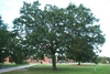 Form of tree (Kershaw County, SC)-Early Fall