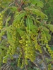 Hanging male catkins