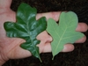 Both leaf surfaces