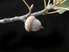 Acorn with a cap covering half of it