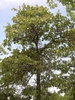 Form of a mature tree with leaves