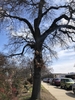 Winter form showing the contorted branches