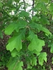 Leaves with shallow lobes
