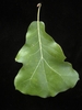 Leaf closeup with 3 shallow lobes
