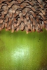 Close-up cap and acorn (Brazoria County, TX)-Early Fall