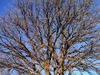 trunk and limbs of the tree