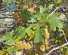 Leaves