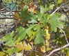 Lobed leaves