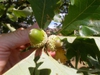 Acorn