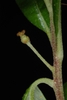 Stem and female flower (Glynn County, GA)-Mid Spring