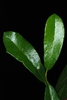 Spin-tipped lobes and entire margins (Glynn County, GA)-Mid Spri