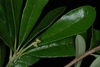 Leaves (Glynn County, GA)-Mid Spring