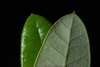 Front and back of leaf (Glynn County, GA)-Mid Spring