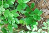 Branches and leaves (Glynn County, GA)-Mid Spring