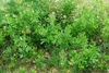 Form- often in colonies (Glynn County, GA)-Mid Spring