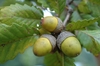 cluster of acorns with caps