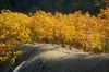 Several trees in fall color