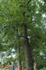Form of a mature tree in leaf
