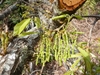 Hanging male catkins