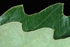 Margin of leaf (United States)-Early Fall