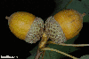 Acorn closeup (Genesee County, NY)-Early Fall
